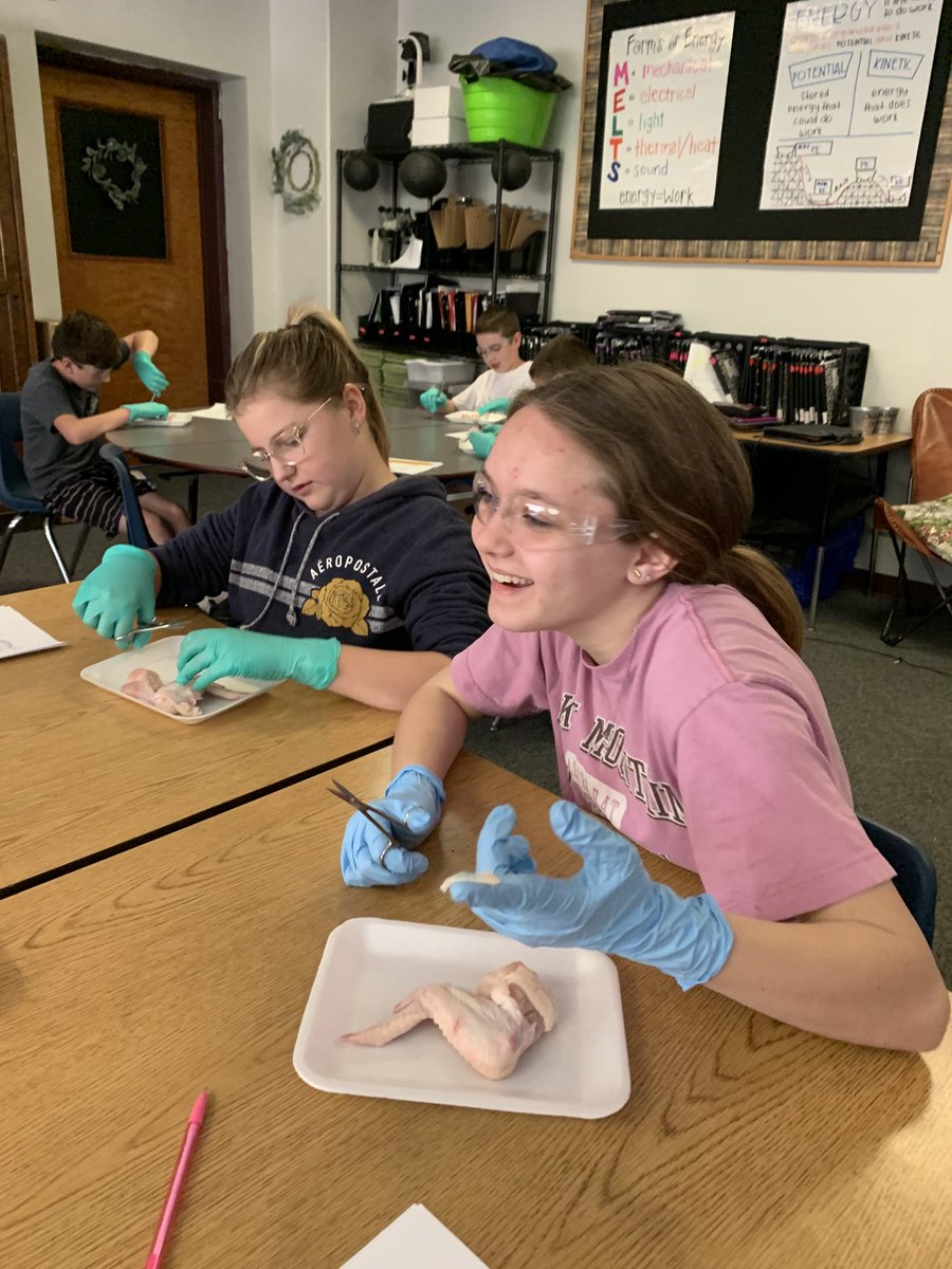 Ms. Terrell winged it today, nothing went “fowl” during our chicken wing dissection. ⁦<a href="/ECLocal/">East Clinton Schools</a>⁩ ⁦@MattMelnek⁩ ⁦<a href="/TerrellKari/">Kari Terrell</a>⁩