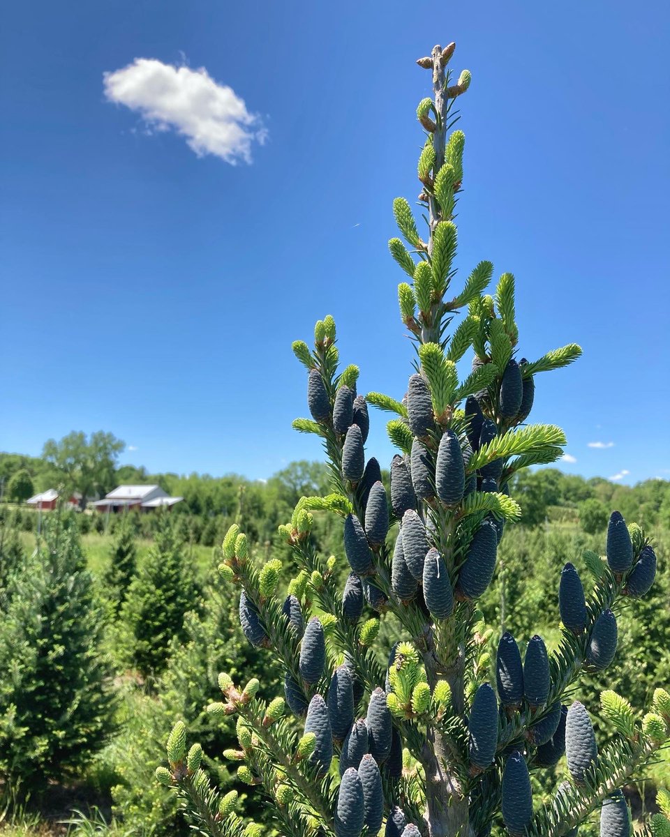 hvtreefarm's tweet photo. Finished spring planting. Everything’s growing means lots of mowing and cone picking. This tree had over 130 cones to remove! https://t.co/CD34szbu2I