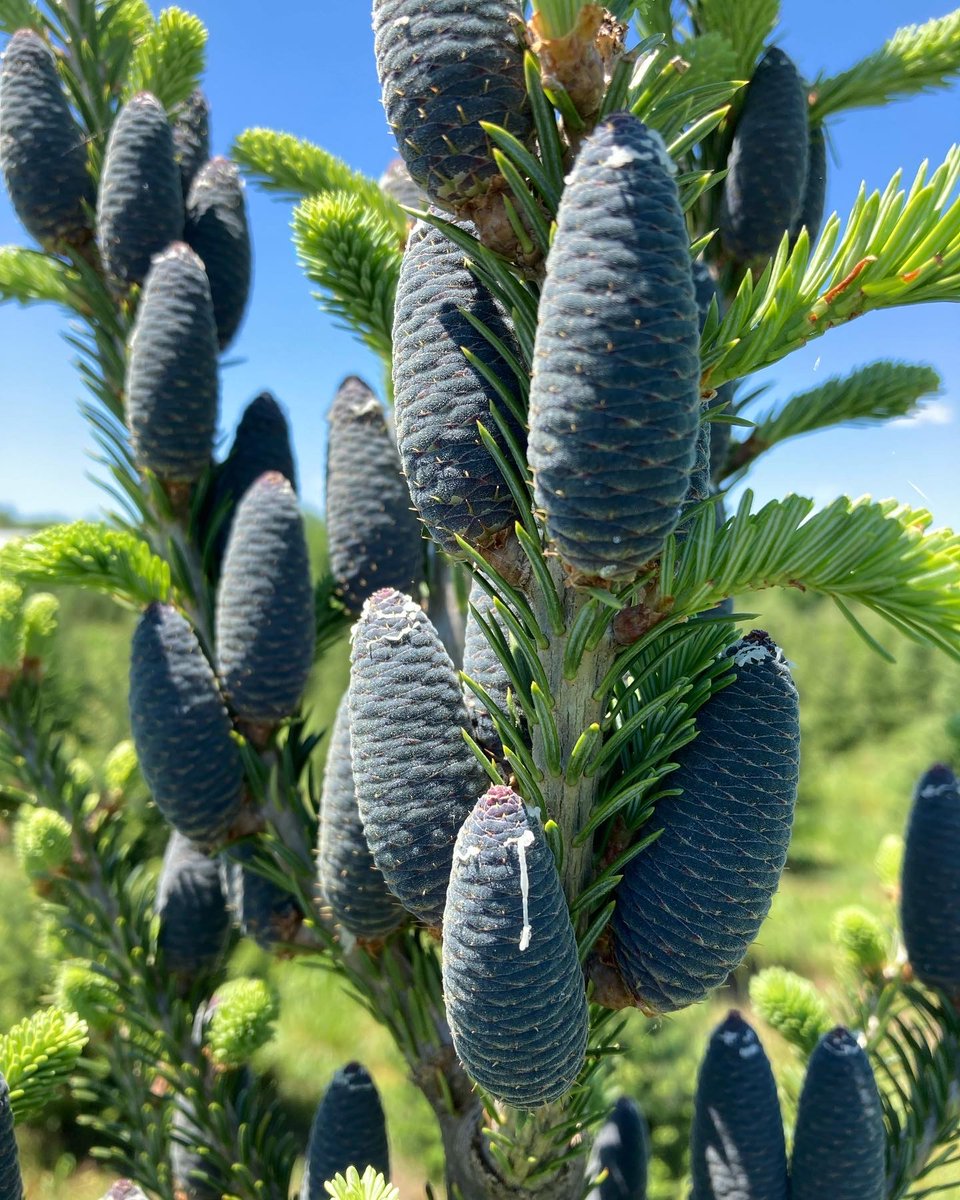 hvtreefarm's tweet photo. Finished spring planting. Everything’s growing means lots of mowing and cone picking. This tree had over 130 cones to remove! https://t.co/CD34szbu2I