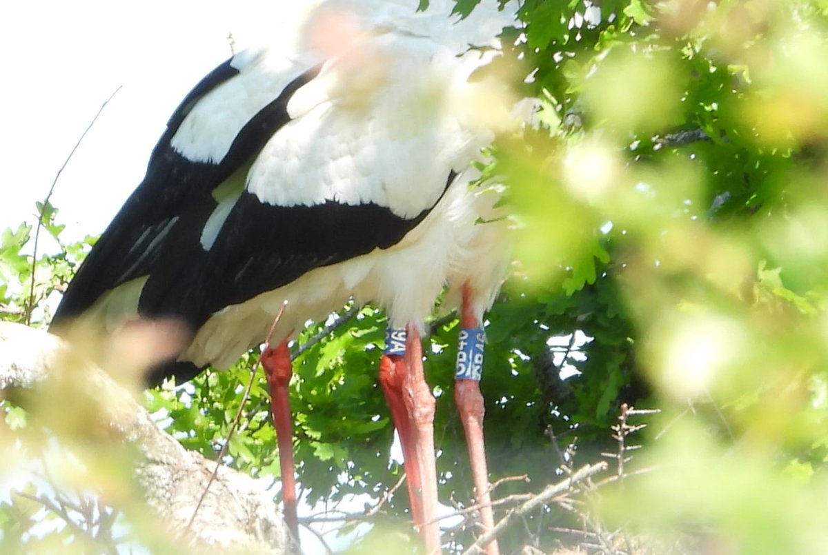White Stork Project tweet media