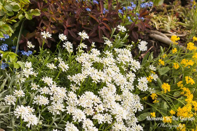 MomentsintheG's tweet photo. Rockery plants and pansies work well in my rockery garden.  #creepingphlox #yellowalyssum #iberies #candytuft #pansies #springflowering #springgarden #rockeryplants #momentsinthegardenphotography https://t.co/b1gycitok9
