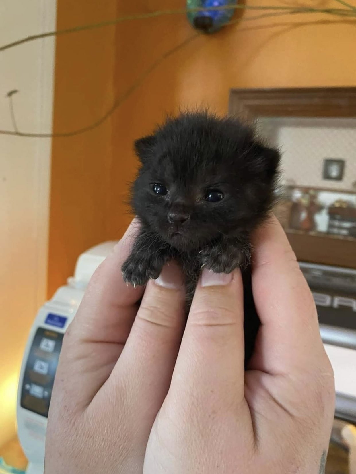 もふもふ動画 全てが小さい子猫 可愛過ぎる T Co Xlczdxglng Twitter
