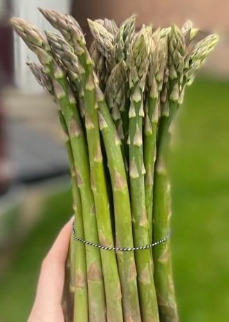 esgveg's tweet photo. Order your #asparagus for the weekend now! Next day delivery when ordered by 9am.
https://t.co/UtIy7w4oOk 
Freshly harvested everyday #Scottishasparagus get it while the season lasts #asparagusseason 
#britishproduce https://t.co/PP4MAJM74T