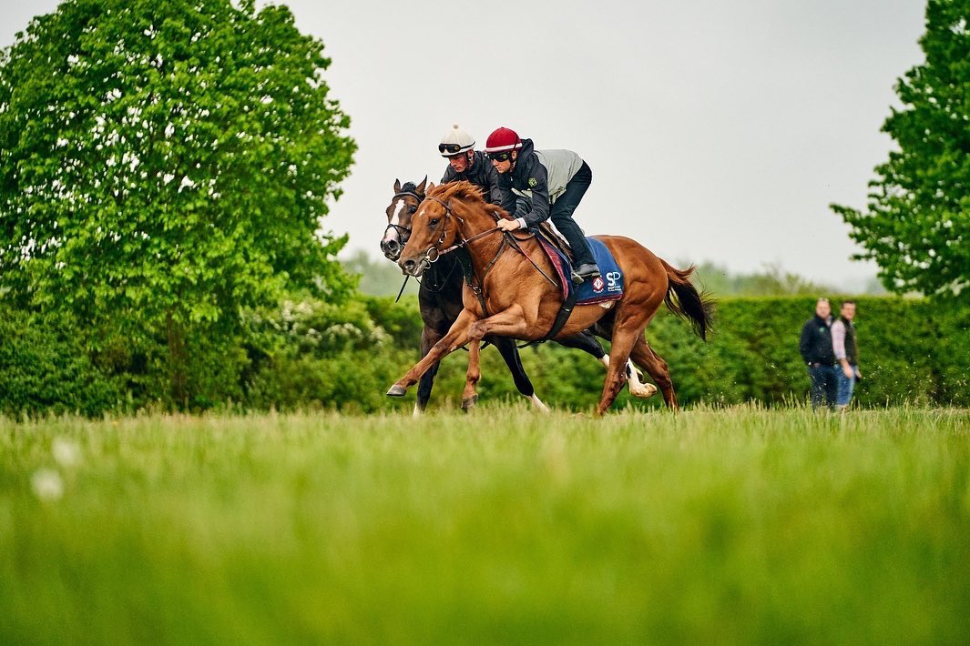 WilliamsStuart's tweet photo. A couple of our two-year-olds working upsides on the Cambridge Road 🏇

📸 @horses_training 

#TeamDiomed #SWRacing #Horseracing https://t.co/Asf7QBHbuS