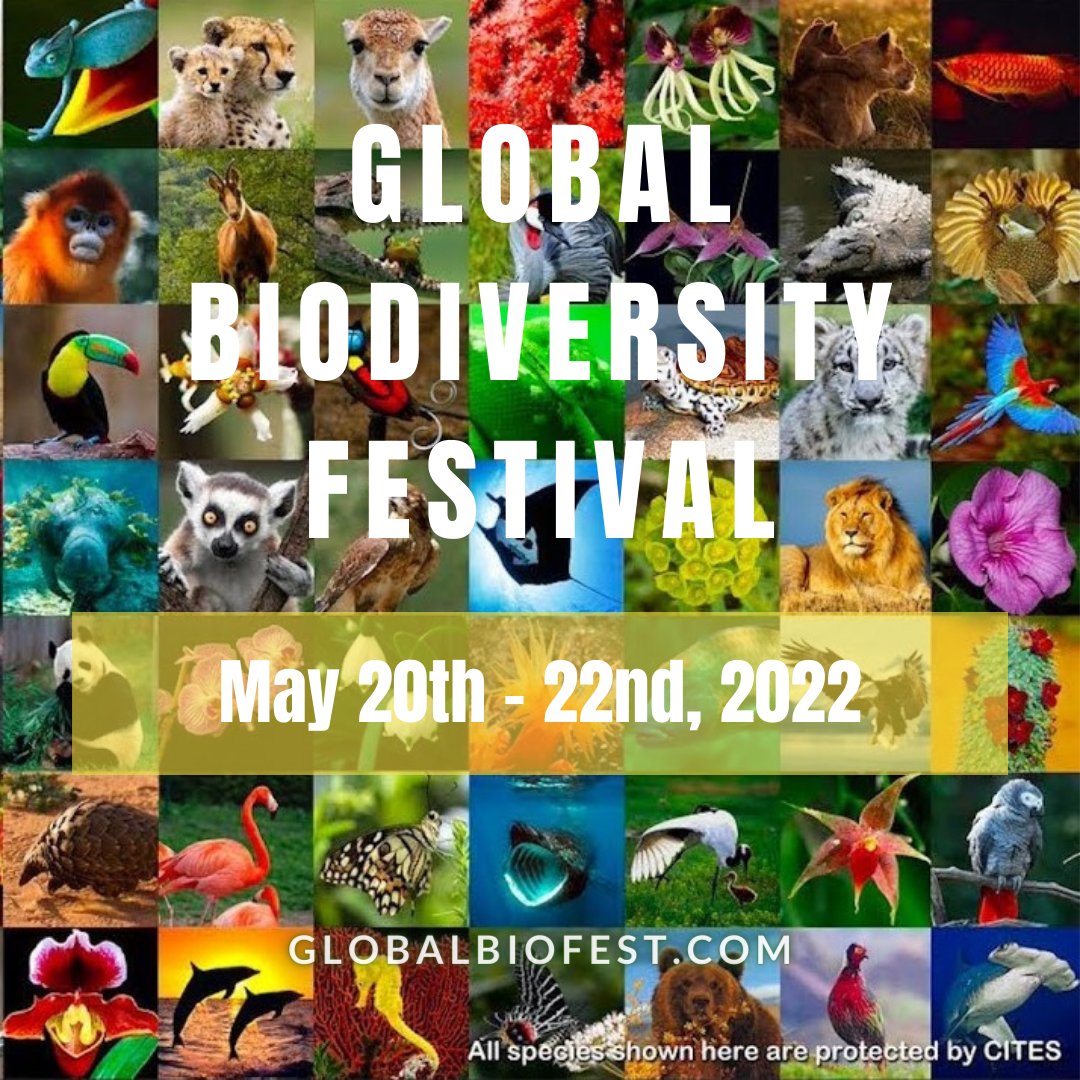 I'm tuning into the Global Biodiversity Festival May 20-22, exploring the weird and the wonderful, the challenges life faces and good news conservation stories from scientists and conservationists around the world.
Learn more: lnkd.in/gdmjSDJW