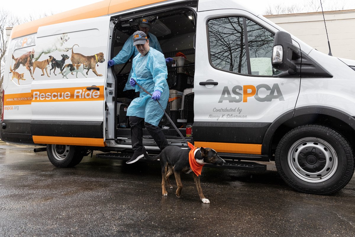 ASPCA's tweet image. Thanks to @BabyDogeCoin sponsoring our Animal Relocation Program&apos;s milestone flight, Noah, our 200,000th animal transported, got his second chance at a happy life! He&apos;s now renamed &quot;Bama&quot; in honor of his Alabama roots. Read his adoption story here: bit.ly/3wyFw8h