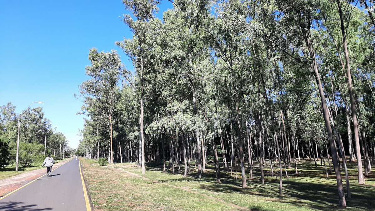 Parque Ñu Guasu y Guasu Metropolitano Paraguay tweet media