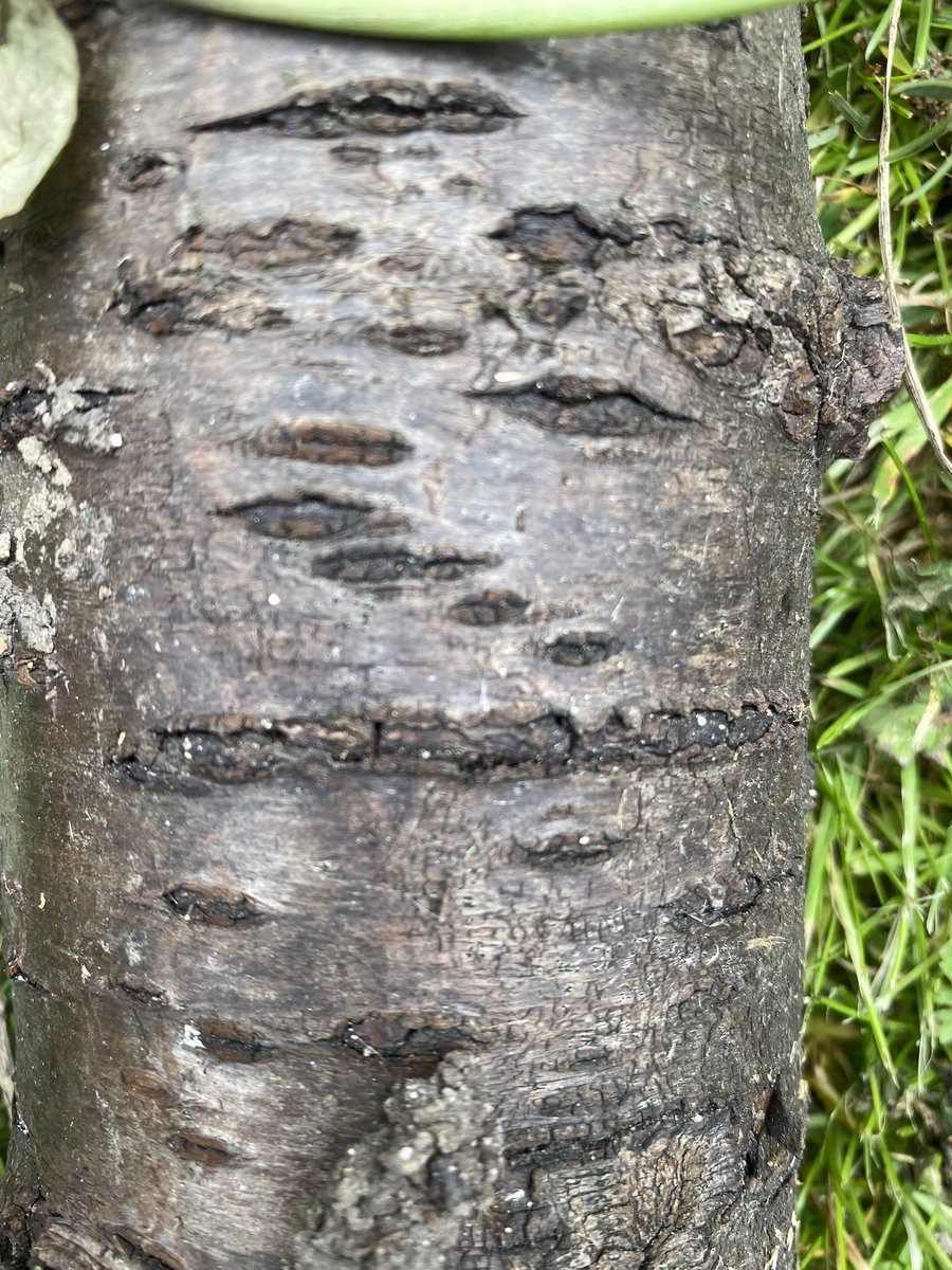Primageographer's tweet photo. Human &amp; natural patterns in the local environment #rgsfieldwork - now to add them to a map! https://t.co/exiW1g02s2