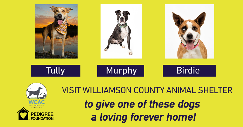 NashvilleSC's tweet photo. Come to the match. Help a dog find a forever home.

@nashvillehumane, @WCAnimalCenter, @AgapeRescue and @PedigreeFound will be in the Fan Zone outside Gate B before tonight's match with information on how to adopt a new furry friend!

Learn more ⬇️