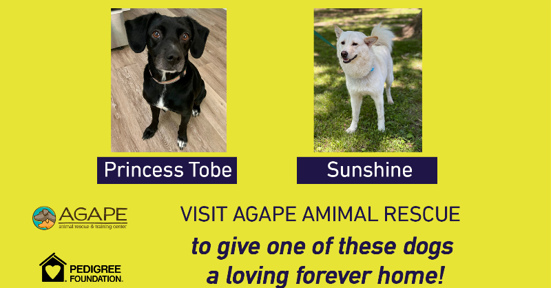 NashvilleSC's tweet photo. Come to the match. Help a dog find a forever home.

@nashvillehumane, @WCAnimalCenter, @AgapeRescue and @PedigreeFound will be in the Fan Zone outside Gate B before tonight's match with information on how to adopt a new furry friend!

Learn more ⬇️