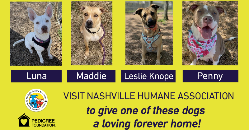 NashvilleSC's tweet photo. Come to the match. Help a dog find a forever home.

@nashvillehumane, @WCAnimalCenter, @AgapeRescue and @PedigreeFound will be in the Fan Zone outside Gate B before tonight's match with information on how to adopt a new furry friend!

Learn more ⬇️
