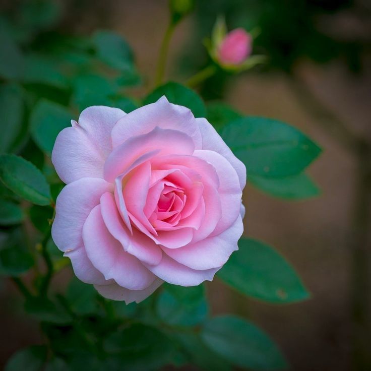 marizulca's tweet photo. 💗 Beautiful rose 💗 https://t.co/Q39r0VhRYD