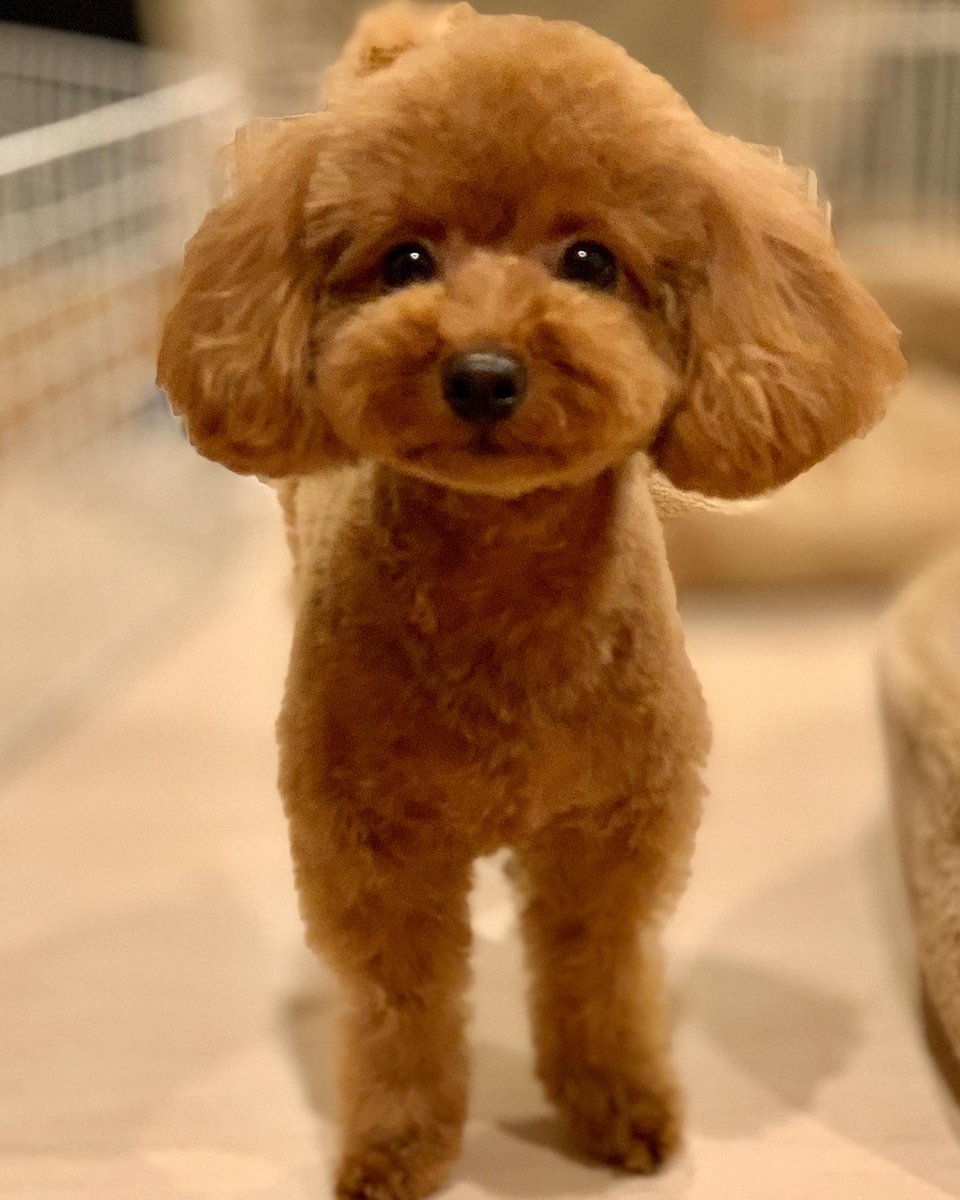takapoo_'s tweet photo. トリミングに行き✂️
可愛くしてもらいました💕

モデル「まる」ちゃん

#犬 #dog #トイプードル #タイニープードル #プードル #トイプー #poodle #toypoodle #トリミング #trimming #カット #cut #coco #cocorich https://t.co/GjTHHpwSKj