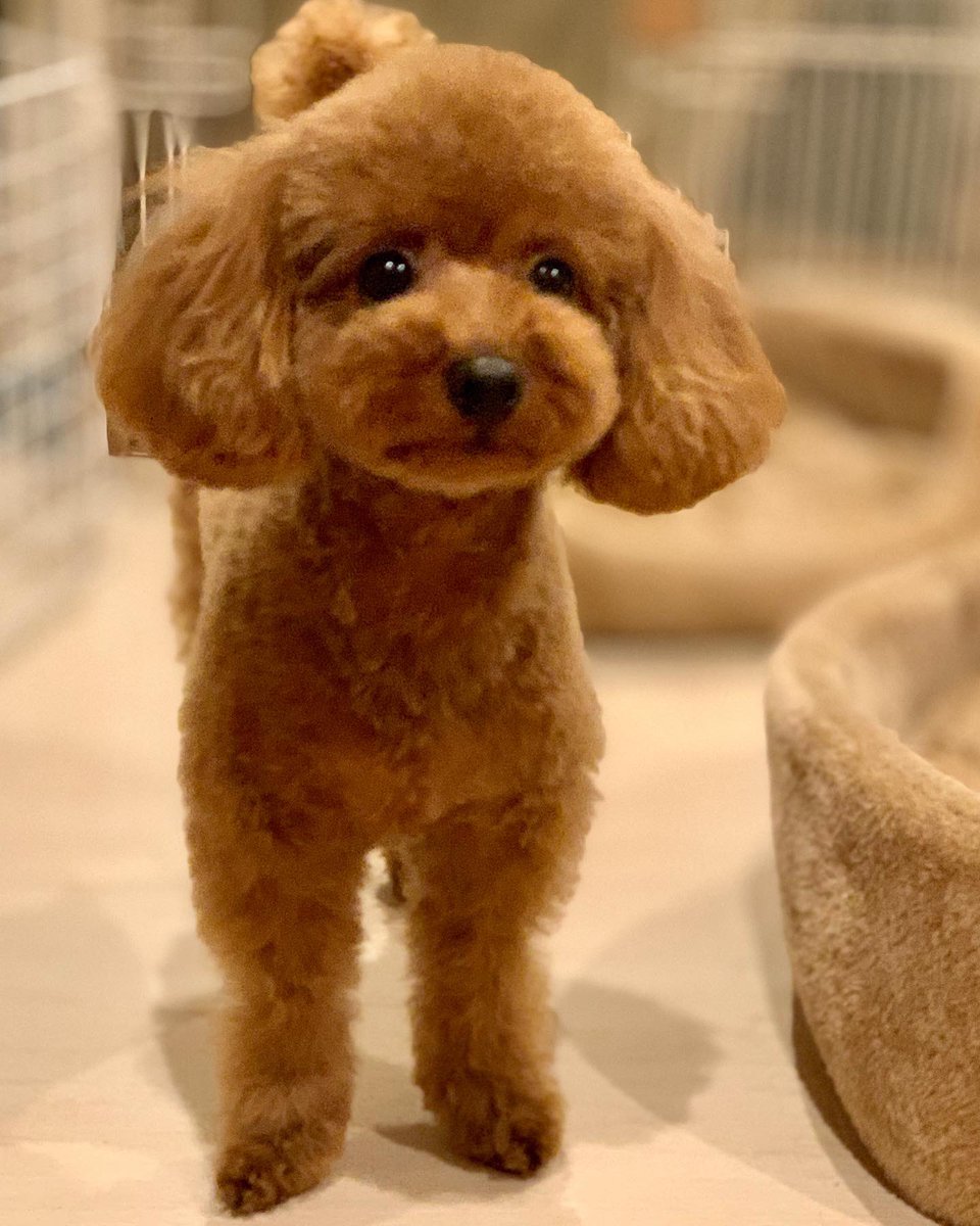 takapoo_'s tweet photo. トリミングに行き✂️
可愛くしてもらいました💕

モデル「まる」ちゃん

#犬 #dog #トイプードル #タイニープードル #プードル #トイプー #poodle #toypoodle #トリミング #trimming #カット #cut #coco #cocorich https://t.co/GjTHHpwSKj