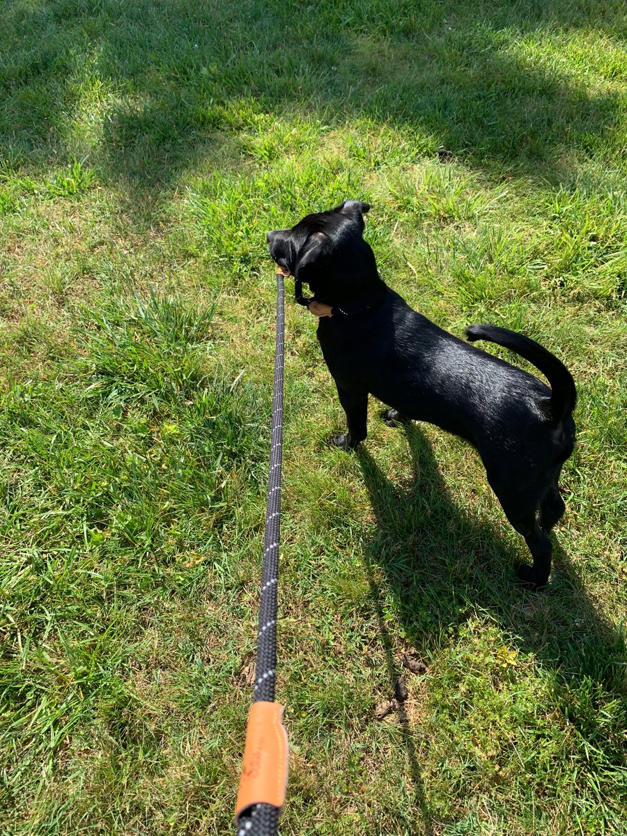 Captnandthekid1's tweet photo. When your doggo is convinced he’s the one walking you @DogsOfGameStop https://t.co/3KYSJ5uP0x