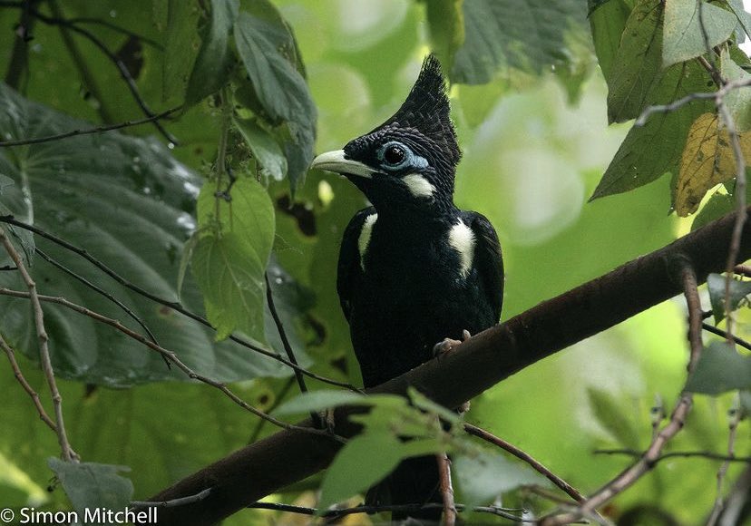 NEW PAPER out in <a href="/EcographyJourna/">Ecography</a> from my work <a href="/DICE_Kent/">DICE Kent</a>. We show forest conversion in Wallacea causes replacement of endemic species by a cohort of shared ubiquitous species with potential negative consequences for ecosystem resilience. onlinelibrary.wiley.com/doi/10.1111/ec… RTs appreciated.