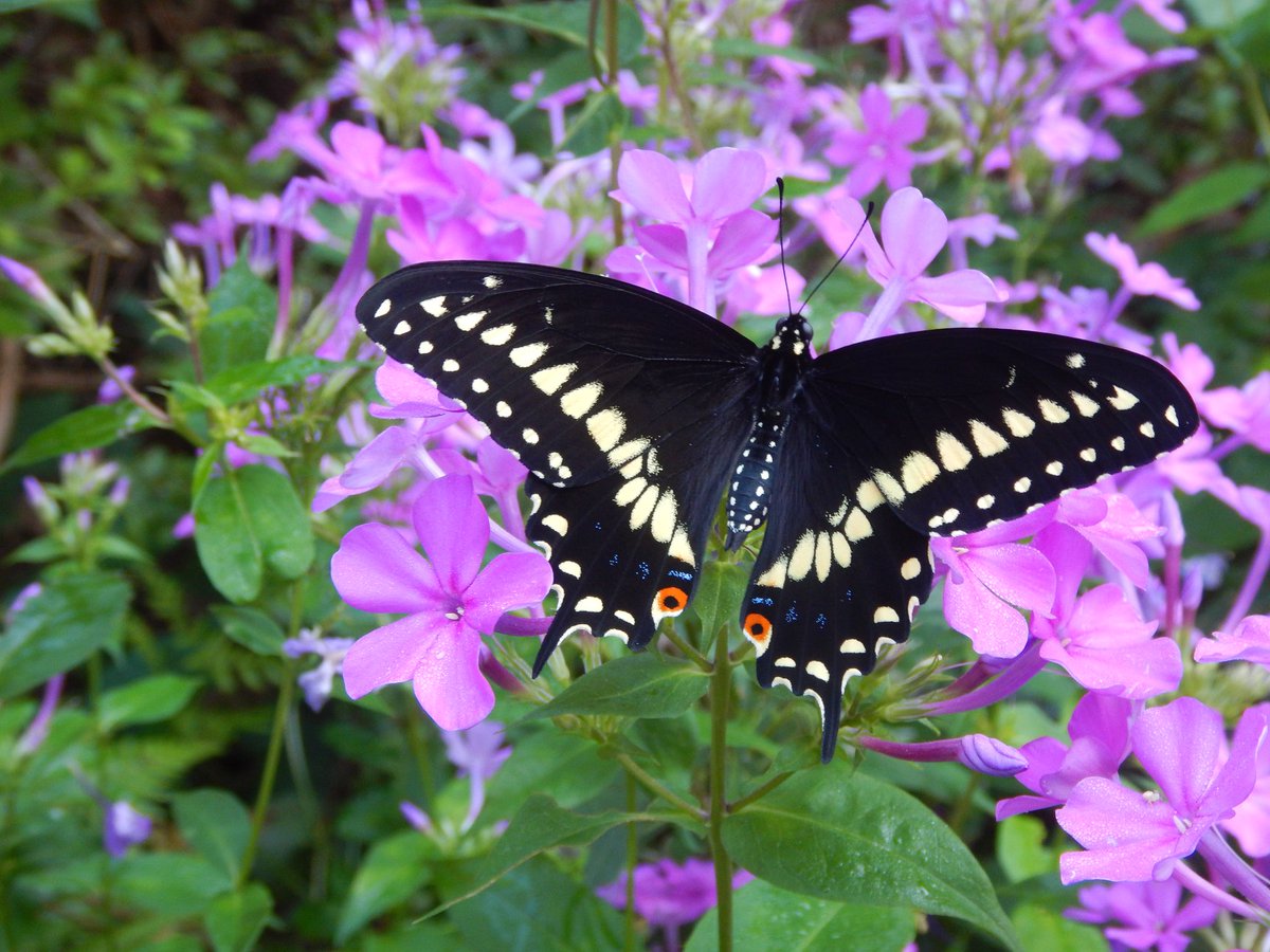 New video on how to make a black swallowtail pots to attract them to your  garden youtu.be/CSgR7Ezu260