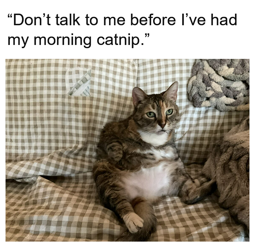 Litterbox tweet media