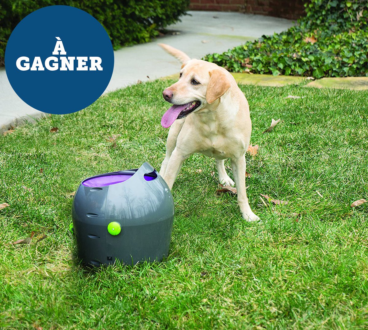 PetSafeFR's tweet photo. Follow &amp; Retweet @PetSafeFR - Rolland-Garros approche... Pour vous entrainer avec votre toutou, tentez de remporter notre lanceur de balle automatique !  🎾😜
TAS le 24/05/2022  
*Concours Réservé à la 🇫🇷 et à la 🇧🇪, 1 gagnant https://t.co/wSA1PZcsAO
