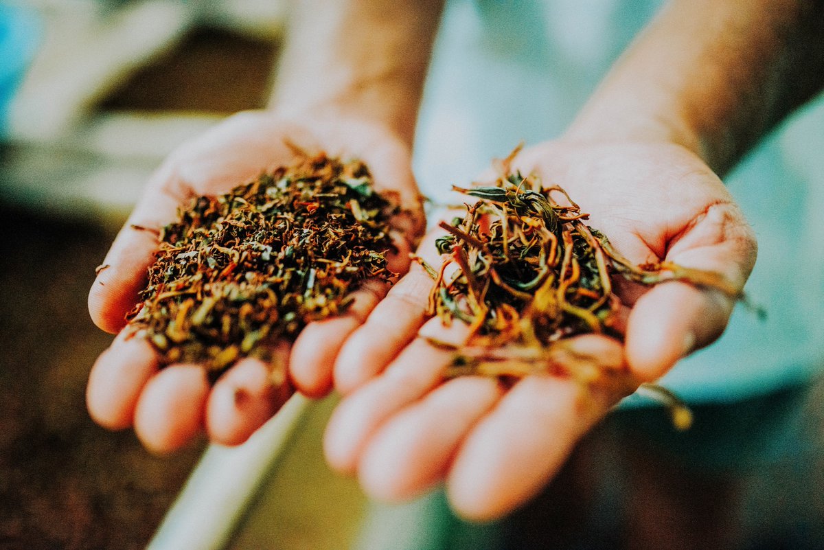DrinkTeaIndia's tweet photo. It starts with a simple leaf, picked from our tea farmers in Assam, which is the key component in your chai.
#teaindia #drinkteaindia #chai #expertsinchai #blacktea #assamtea #india https://t.co/PHbY6mCcCn