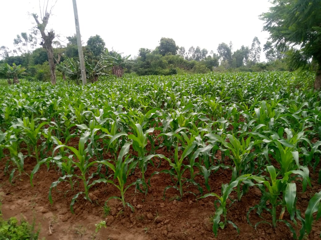 Tried my hand in farming. My  maize doing ok.