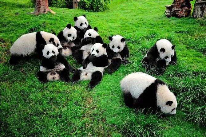 DaileighInsight's tweet photo. Every single Panda living in the whole world belongs to China…except for two that live in Mexico.
In every other country, all pandas are on loan from China. In China, all Pandas can be found in Chengdu, Sichuan’s capital city. @Chengdu_China https://t.co/gWjQZTFbJC