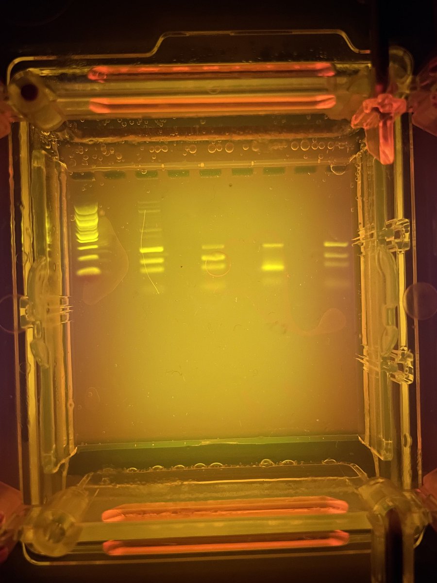 vanitavance's tweet photo. PTC Taster lab in Adv Bio 1 @CSHighSchool ! Thanks to @Give2Kids and @miniPCR , we’re learning our genotypes for tasting PTC! #purplescience @CSISD https://t.co/iLaSNRQmmj