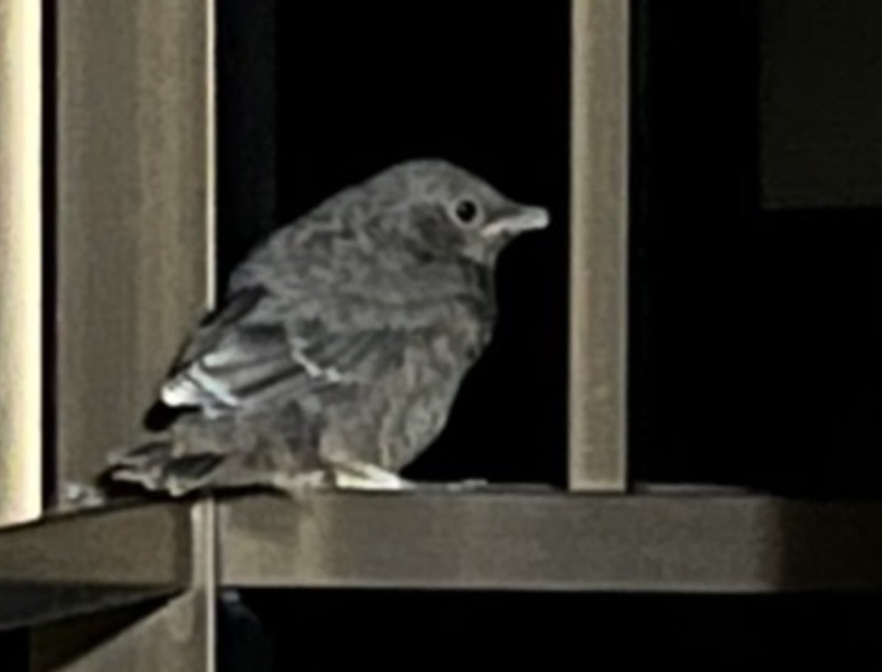 法正 Norimasa この鳥なんですのん 野鳥 鳥 誰か教えてんか T Co Ds91wwphgo Twitter