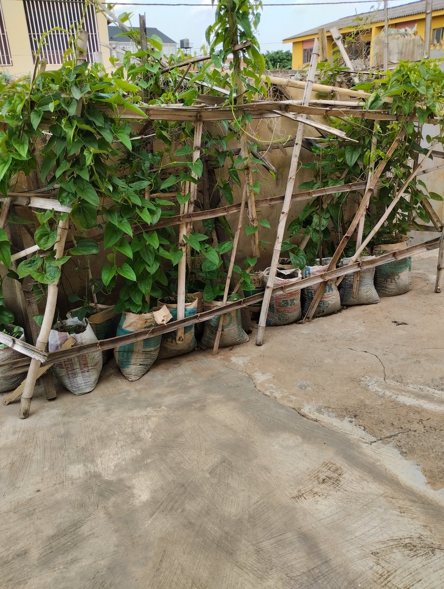 naijaForester's tweet photo. Growing my yam inside a sack within my compound here in Nigeria 🇳🇬.
#agriculture https://t.co/6wqKXYpn28