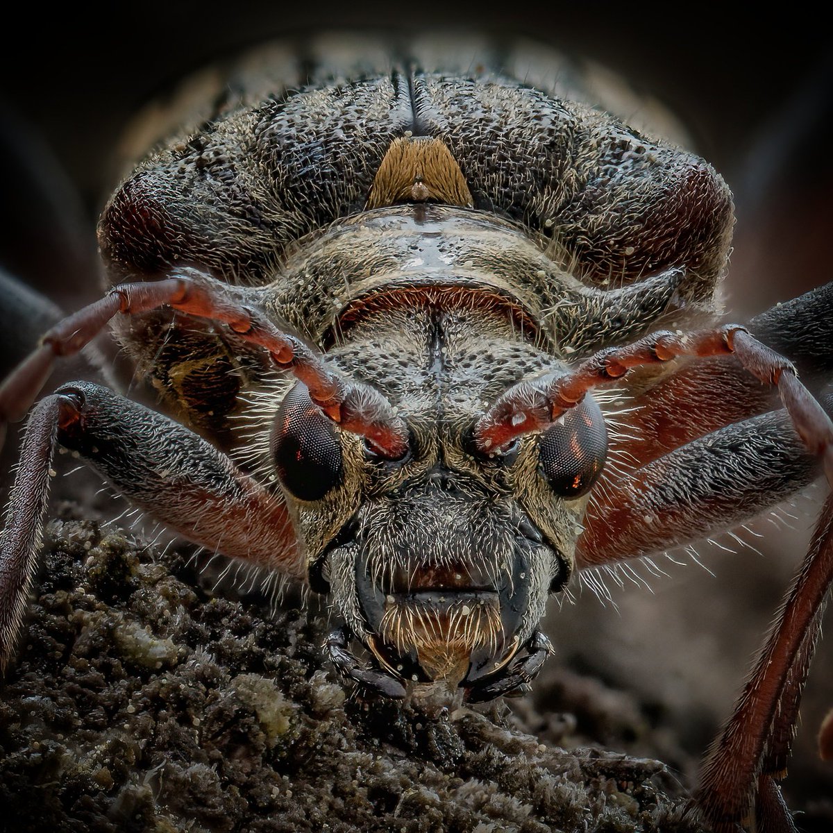 davidha60766557's tweet image. Two banded longhorn beetle #omsolutions #Scotland #Glasgow #macrophotography #beetle #photographer #insect #thursday #ThursdayThoughts 

Follow @ Instagram.com/weemadbeasties