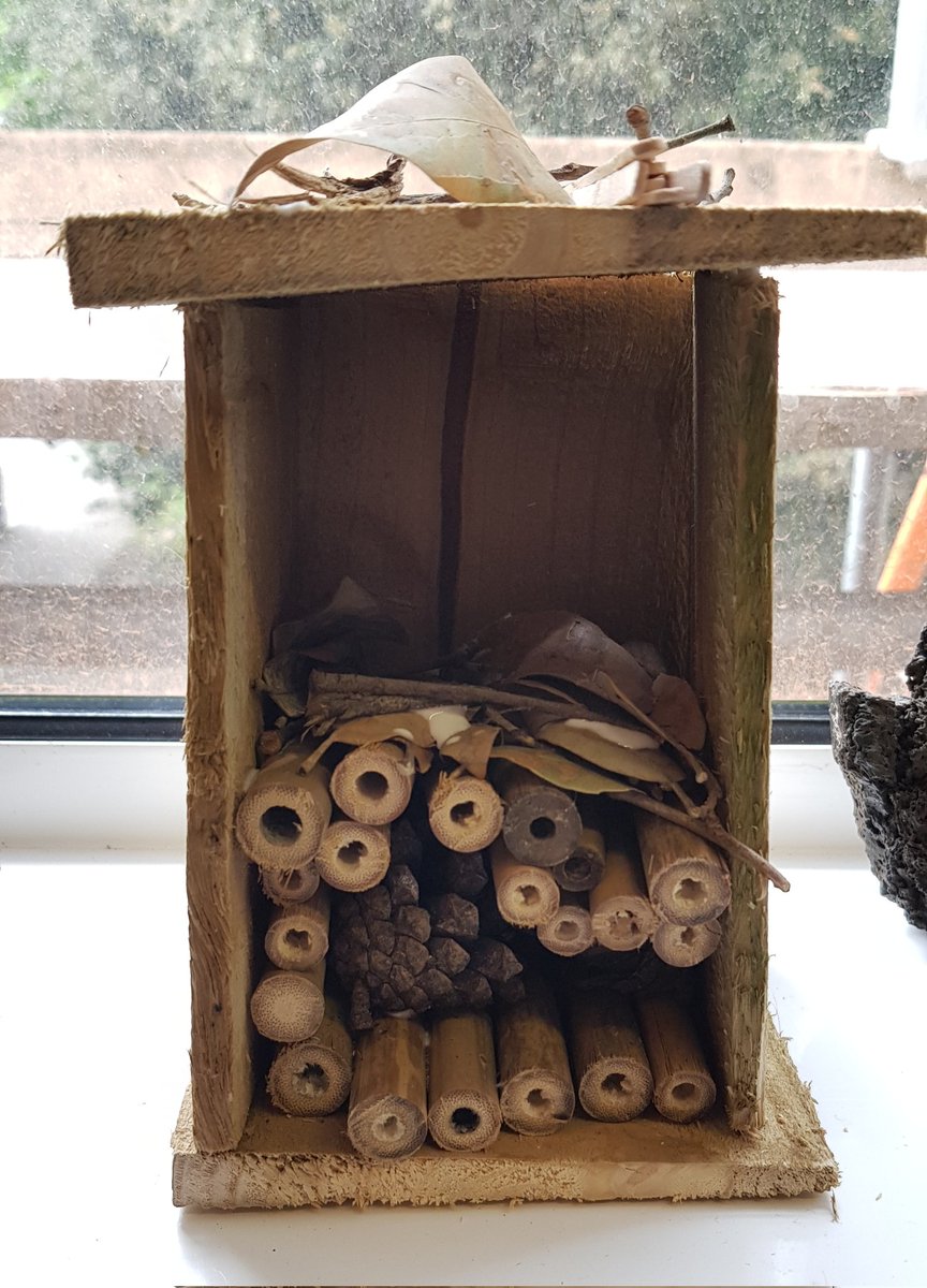 The last two weeks at Eco Alliance we have been making bug boxes! Some interesting designs that hopefully the insects will like!