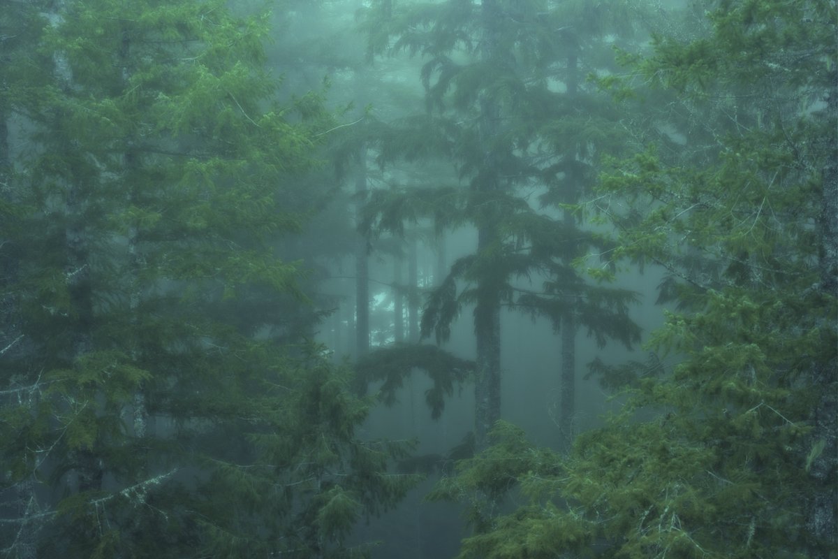 gm from the lost forest