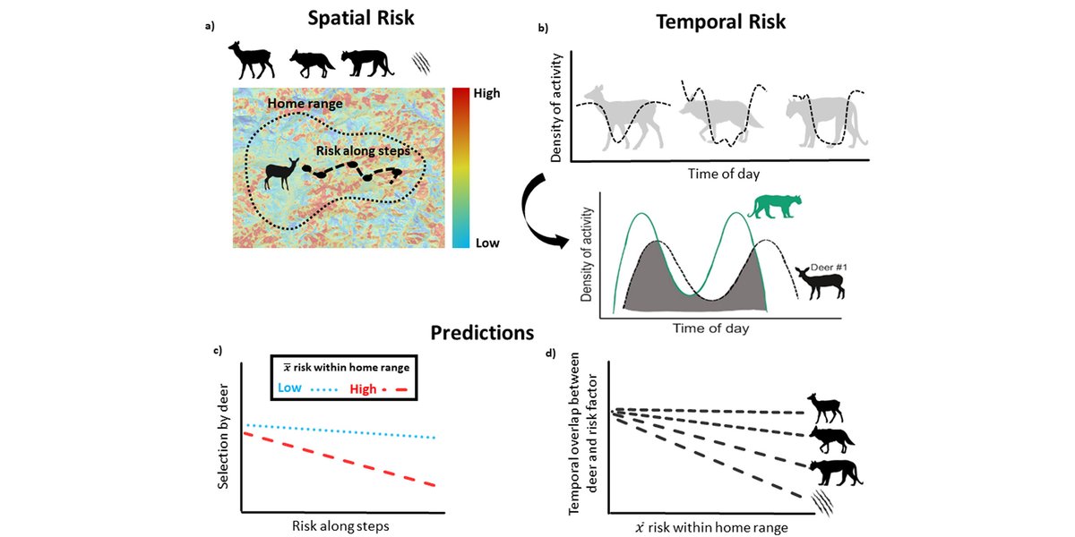 ESAApplications's tweet photo. Now online in @ESAApplications:

Risky business: How an herbivore navigates spatiotemporal aspects of risk from competitors and predators

https://t.co/W01iqNeL3W

With #OpenData in @datadryad 

#BehavioralEcology
#PredationRisk
#MuleDeer
#NSFFunded @NSF https://t.co/GgIjzt9Fx5