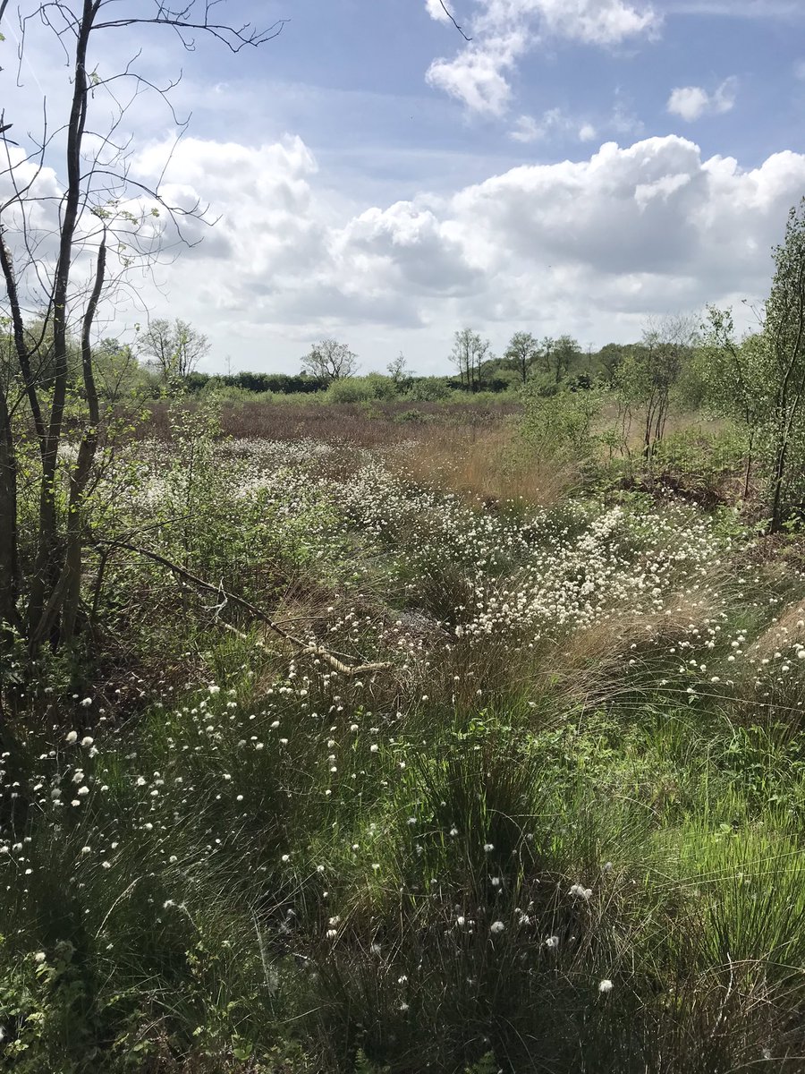 jcasperd's tweet photo. Just returned from @NaturalEngland @MeresandMosses after a very informative afternoon discussing carbon storage and carbon sinking & considering the success of #bunding in #wetland restoration with @fredworralldu63 https://t.co/xSluNSxKpl