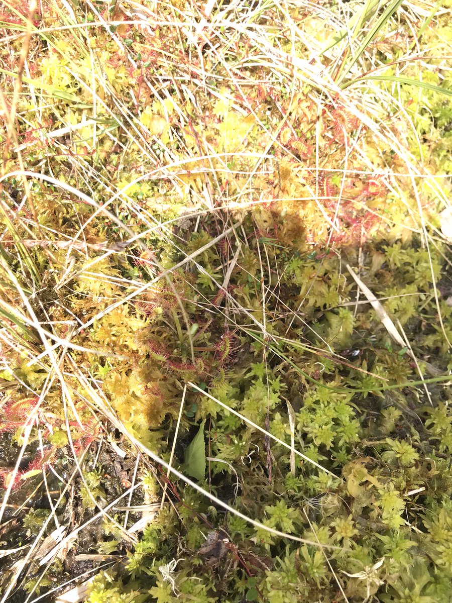 jcasperd's tweet photo. Just returned from @NaturalEngland @MeresandMosses after a very informative afternoon discussing carbon storage and carbon sinking & considering the success of #bunding in #wetland restoration with @fredworralldu63 https://t.co/xSluNSxKpl
