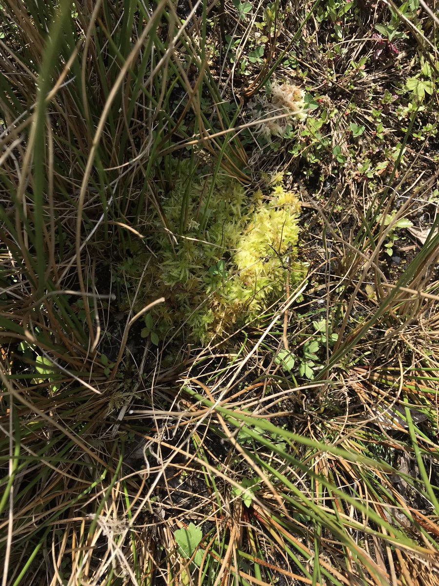 jcasperd's tweet photo. Just returned from @NaturalEngland @MeresandMosses after a very informative afternoon discussing carbon storage and carbon sinking & considering the success of #bunding in #wetland restoration with @fredworralldu63 https://t.co/xSluNSxKpl