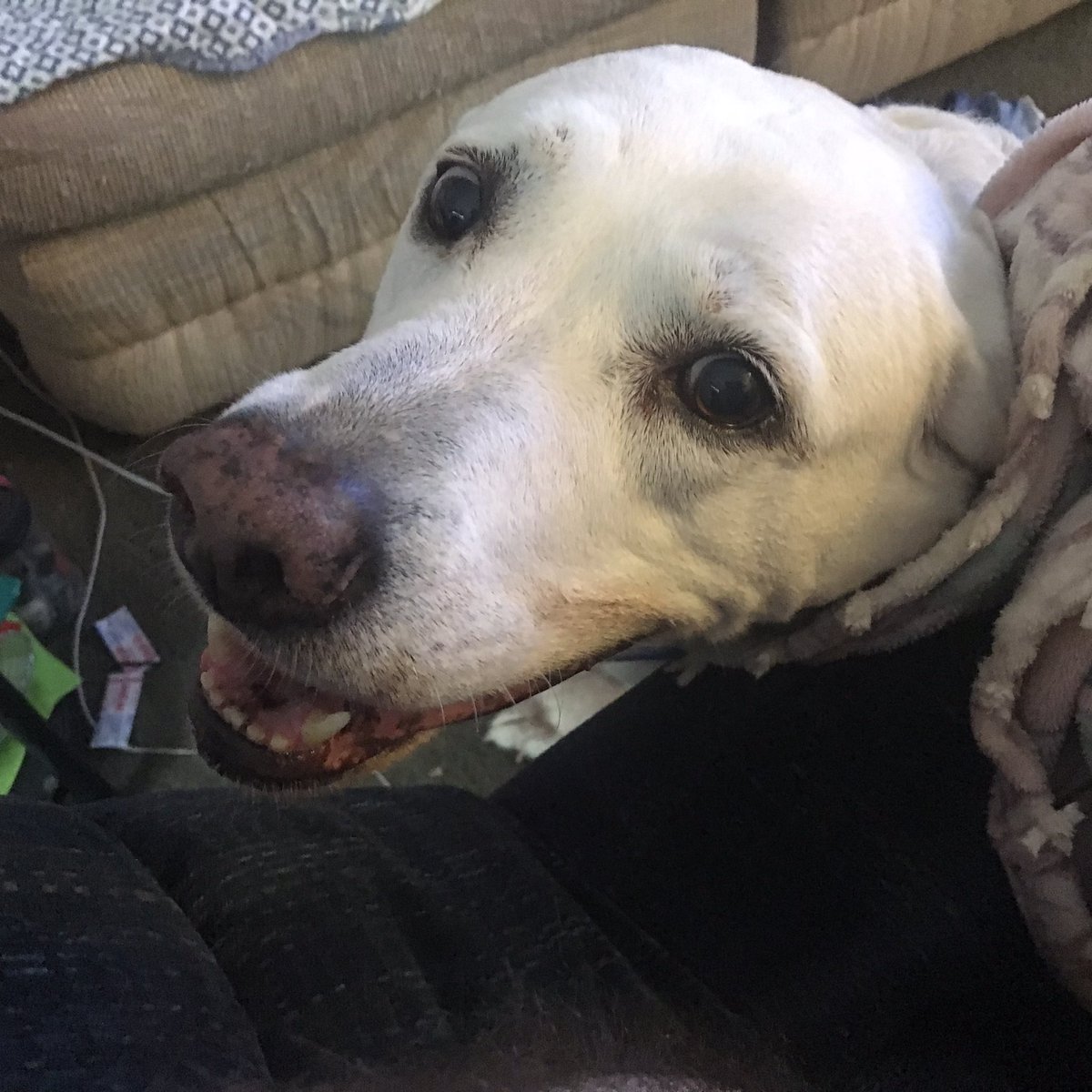 budaboybrya's tweet photo. @BletchleyBark What this is unacceptable I have friends I will get all the labs will will come by sea we will be the navy you get all your grounder friends your the army operation take back beach my cat brother has volunteered he is real sneaky so he will be our spy will will take this beach https://t.co/IfnIq4p8Fw