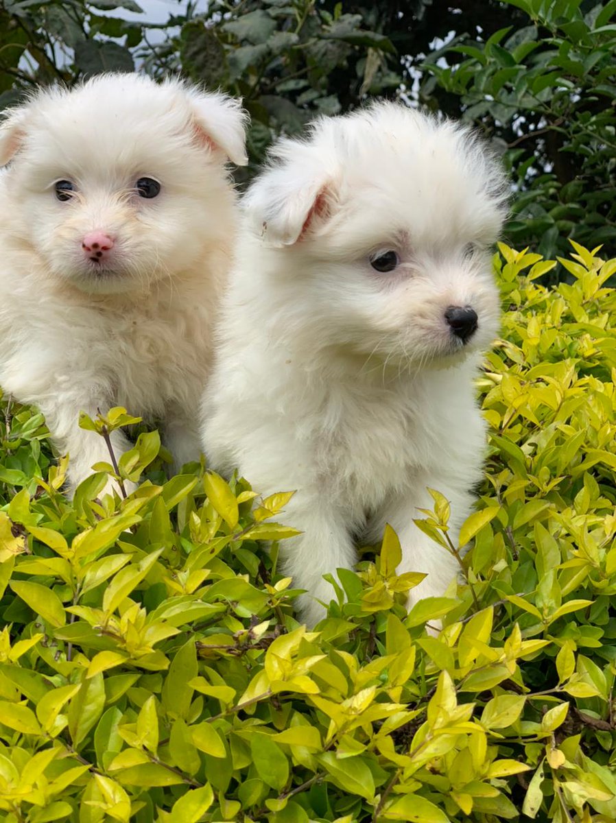 prkpets's tweet photo. #Malteseterriers and #Havaneseterriers make some of the best companion dog breeds that fit in apartment settings. Talk to us if you want this angels in your life.
#Prkpets #Petsinkenya #SteveGuru https://t.co/Upz8RugLJZ