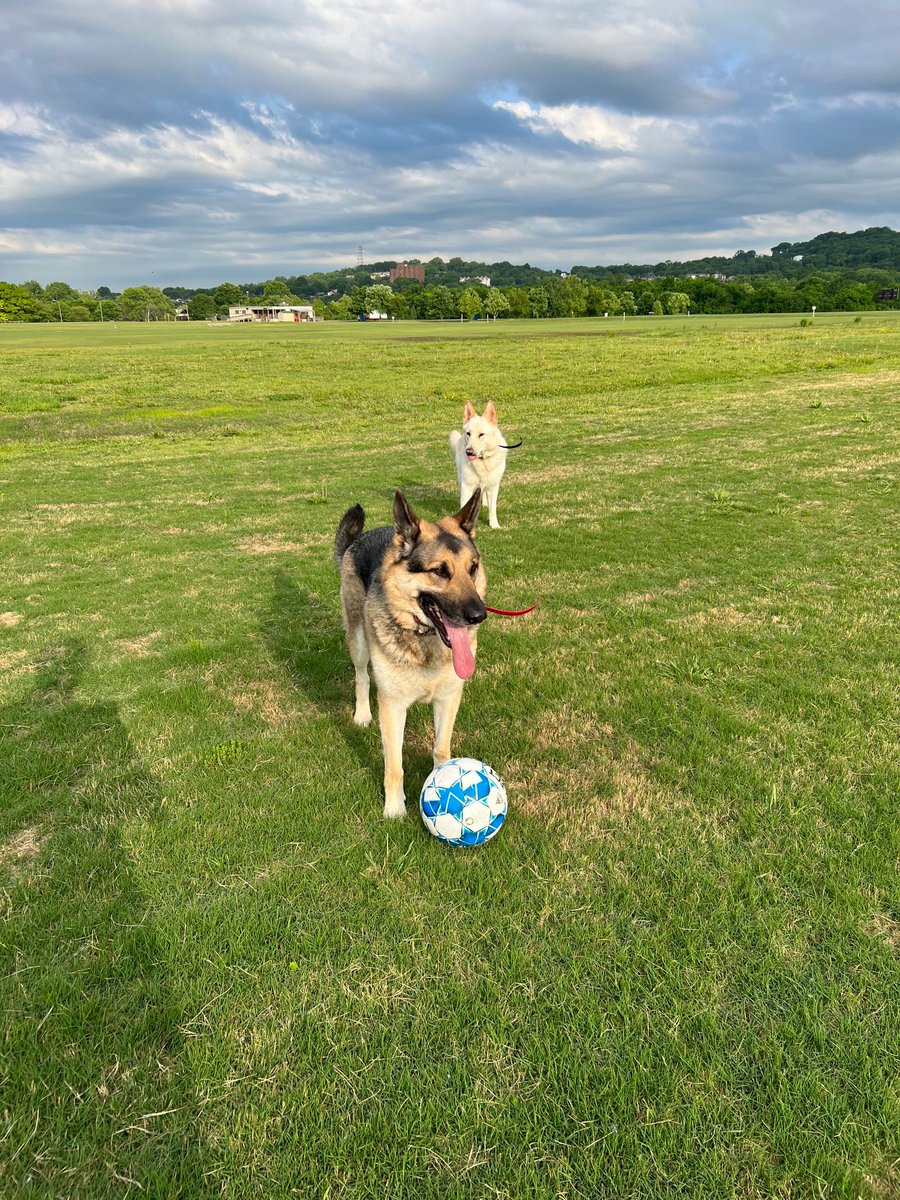 bbgmdp's tweet photo. @NashvilleSC @PedigreeFound Vasa and Yeti are ready for their chance in the next match, @NashvilleSC! @VasaGSD https://t.co/Lkwwc00Ij3