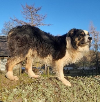 AdoptionsUk's tweet photo. URGENT, please retweet to HELP FIND KEMP, MISSING St Mary's Loch #TD7 #SCOTLAND  APRIL 11 22.
Sensitive, Male Border Collie aged 9, have you seen him? 
DETAILS👇
https://t.co/uK6HYpUFRu……
#dogs #Collies #pets #animals https://t.co/NUVHyZUeK0
