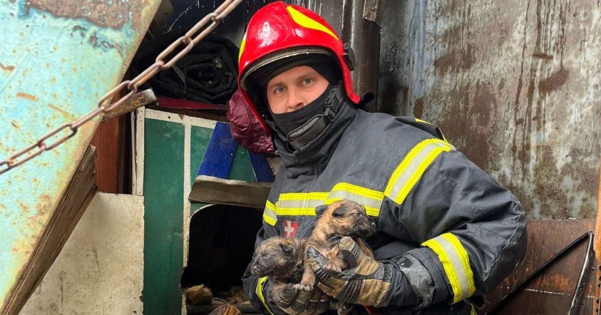 tsnua's tweet photo. В Києві рятувальники винесли з вогню сім маленьких цуценят https://t.co/L75Um3KgyK #новини #ТСН https://t.co/aYpepb05kU