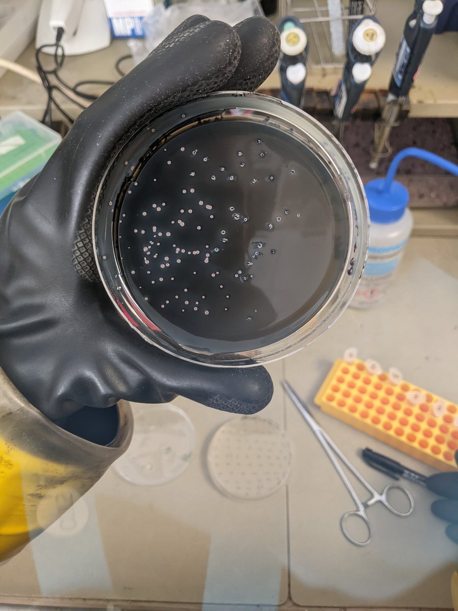 Finished at the lab last week to move to 🇨🇭 ! First job, continued to learn about sulfate reducing bacteria, great laughs, friends for life @MIOceanologie
#Marseille #microbiology #screening #anaerobictent