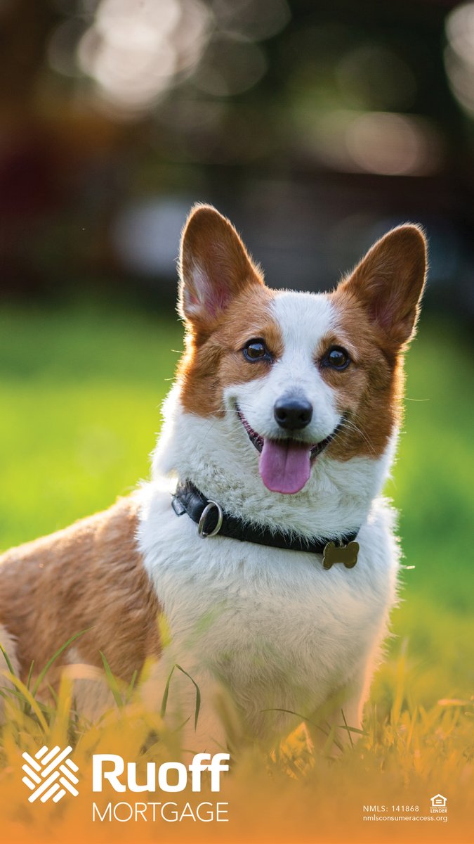 RuoffMortgage's tweet photo. Just a cute Corgi to brighten your day!
Show us your fur baby🐕 🐶
#dog #corgi #ruoffrocks #blessed #dogsoftwitter # https://t.co/5J6bCaEVzL
