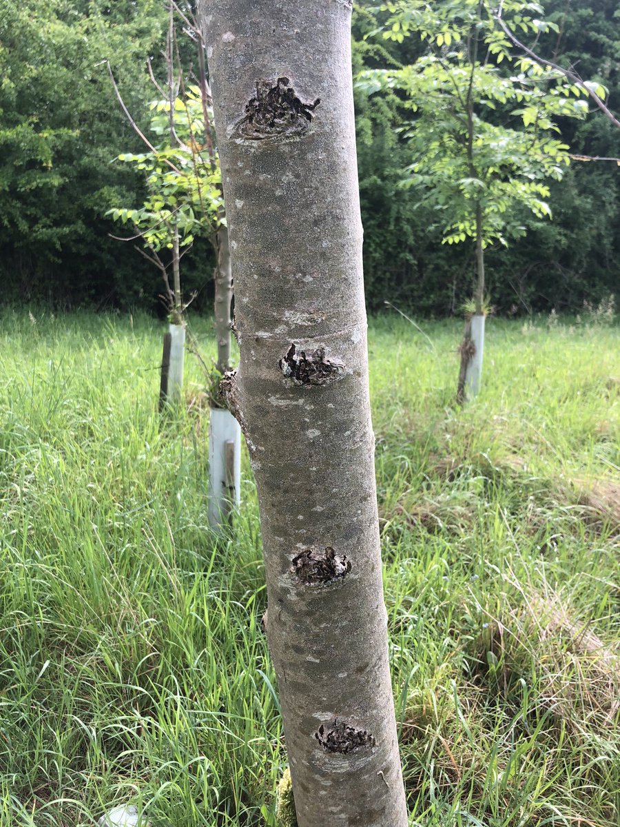 khinton294's tweet photo. Great visit today to a Forest Research site of planted ash from a range of provenances. The reality of ash dieback was stark, with only a handful of tolerant trees. I also found other diseases such as bacterial canker and evidence of boring insects 🪲🌿 https://t.co/LfXTy2z5sp