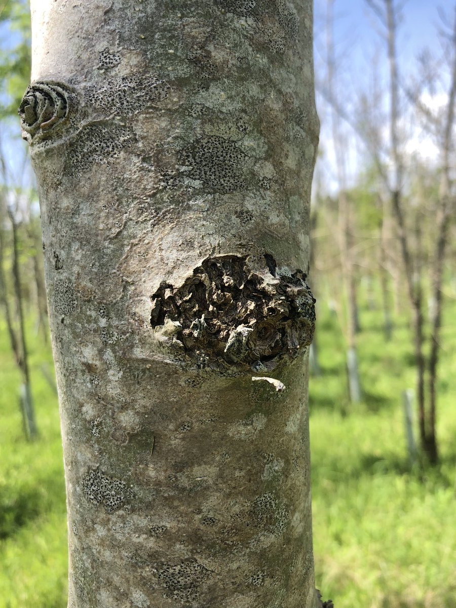 khinton294's tweet photo. Great visit today to a Forest Research site of planted ash from a range of provenances. The reality of ash dieback was stark, with only a handful of tolerant trees. I also found other diseases such as bacterial canker and evidence of boring insects 🪲🌿 https://t.co/LfXTy2z5sp