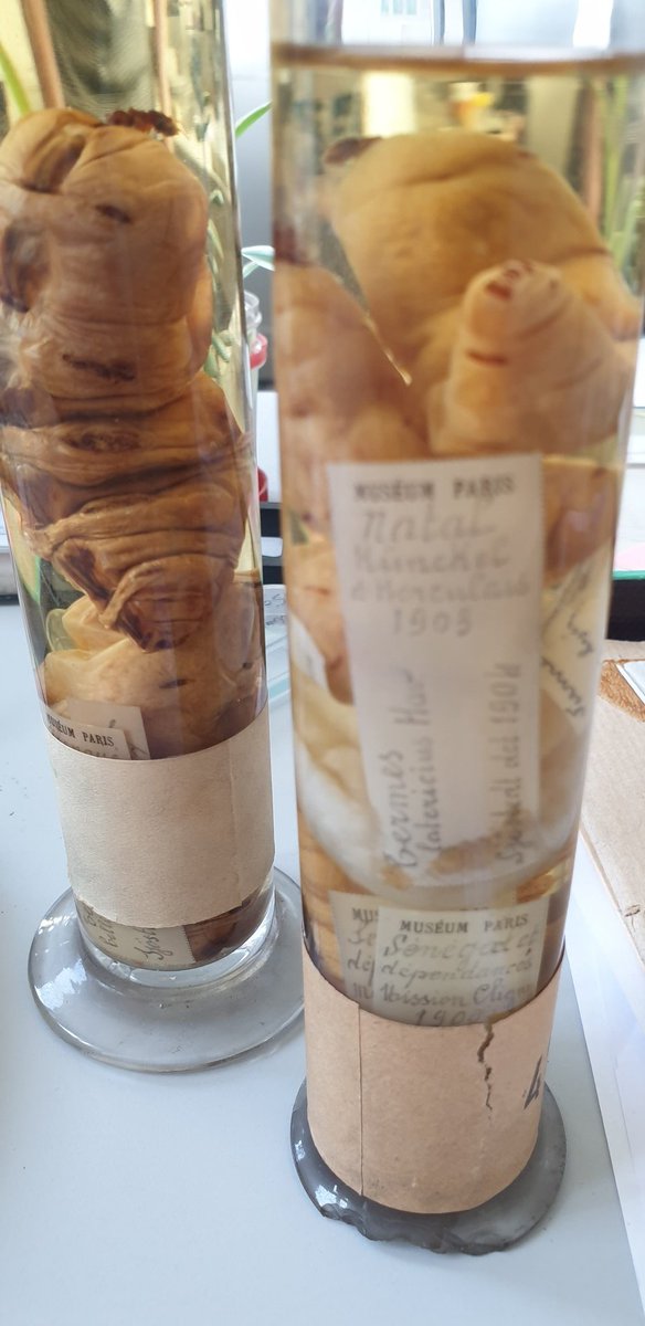 JouaultCorentin's tweet photo. Check out the size of these termite queens in the entomological collection 🤯 @Le_Museum https://t.co/HgKOgaK31n