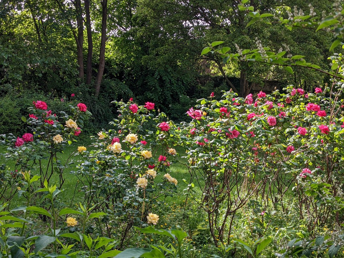 JocHorton's tweet photo. @Mr_Rafal Amen to that this is my community garden The Woodlands ❤️💚💛 https://t.co/pXIGizHECf