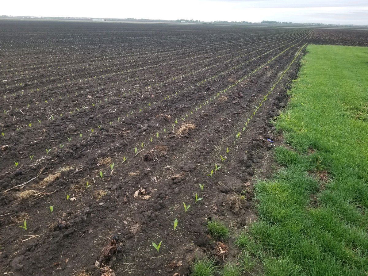AgFocusLLC's tweet photo. Corn planted 7 Days ago Morris IL with #FastTrac Closing system! https://t.co/nSO5UgfbIp