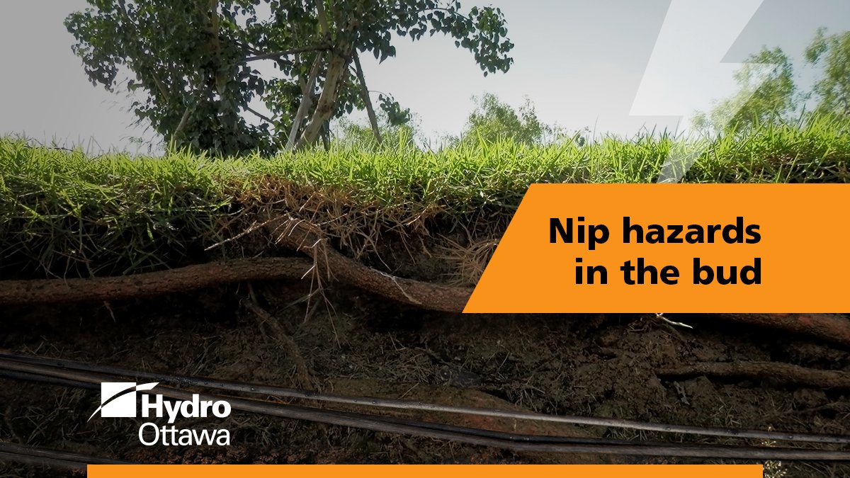 hydroottawa's tweet image. #PowerlineSafetyWeek Staying safe around powerlines includes those you may not be able to see! Before planting trees, large shrubs or other vegetation, make sure roots don't interfere with wires and buried cables. 

Always know what’s below by calling @ON1Call at 1-800-400-2255.