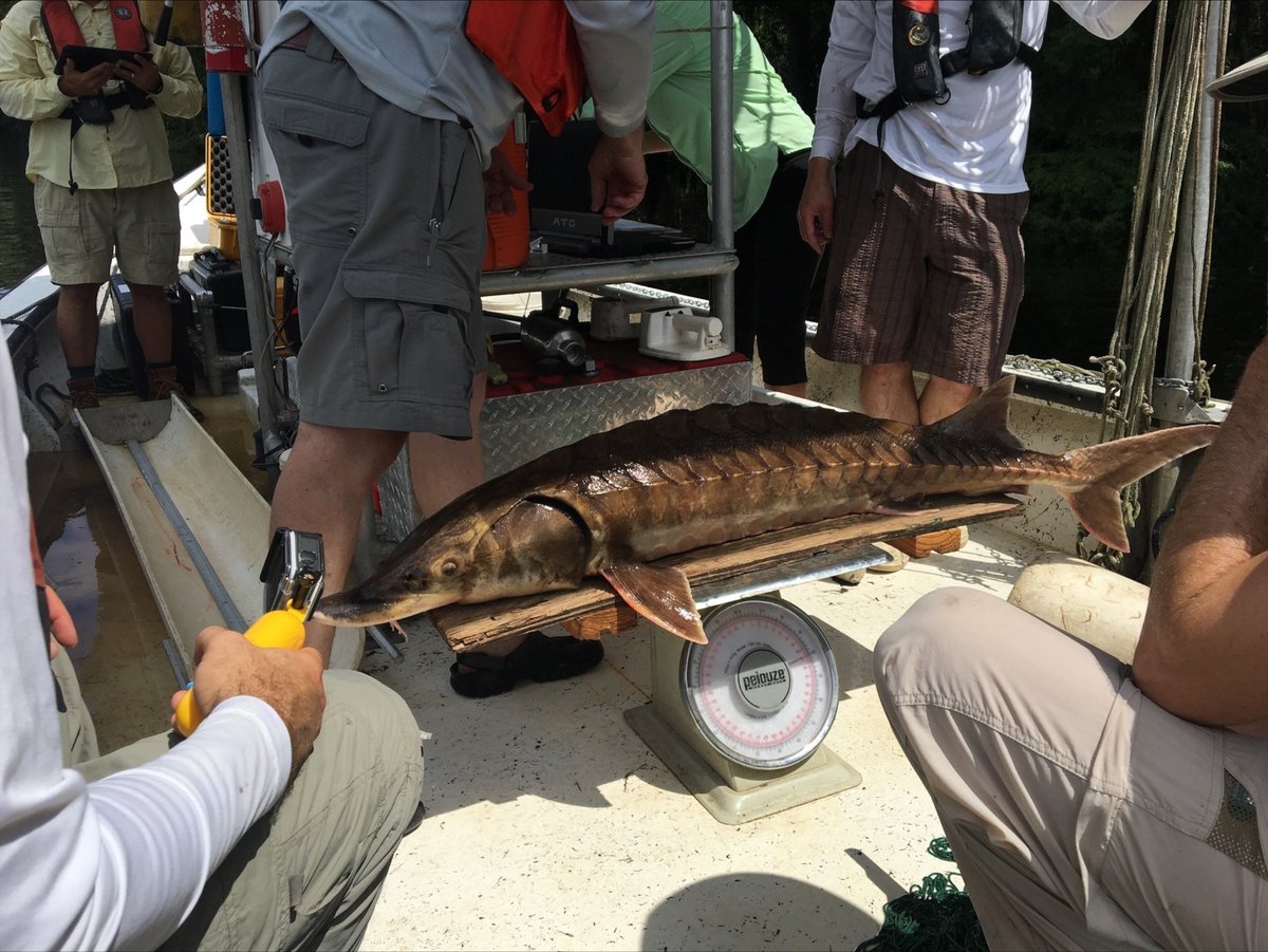 MSUAgBio's tweet photo. #WorldFishMigrationDay is May 21, and new MSU research led by @PHishingDean has created the North American Freshwater Migratory Fish Database featuring 1,250 species. This effort will help guide conservation. The work was published in @JBiogeography.
https://t.co/RGPSB6b91X https://t.co/CBciJ7gmmA